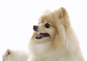 犬の健康維持に重宝するケアクリーム