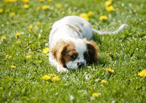 愛犬の健康をサポートするドッグフード