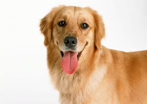 小動物から大型犬の火葬にも幅広く対応
