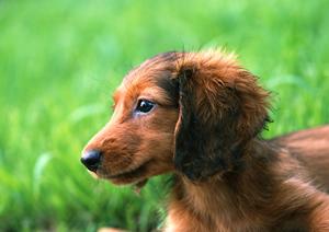伊勢原の動物病院でリクガメの診察