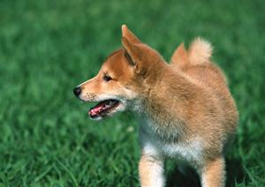 ペット保険を飼い犬にかける必要性
