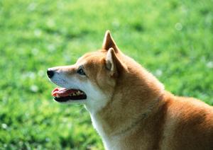 金沢でうさぎの治療を行っています