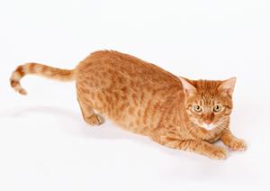 猫カフェの各種サービスを手掛けます