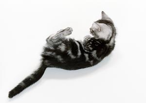 設備が充実している杉並区の動物病院